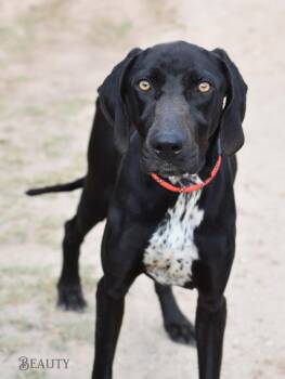 German Shorthaired Pointer Dogs Available for Adoption in Houston, Texas - Beauty | PetCurious