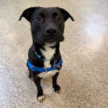 Buddy -  Terrier and Mixed Breed Dog for Adoption in Falls Church, Virginia - Buddy | PetCurious