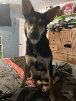 Shepherd Dogs Available for Adoption - Foxy | PetCurious