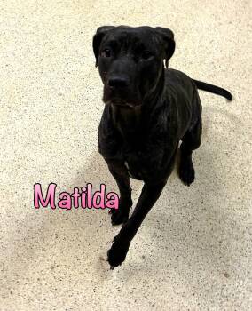 Matilda -  Terrier Dog for Adoption in Muncie, Indiana - Matilda | PetCurious