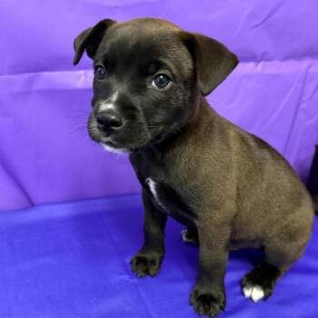 Barley -  Labrador Retriever and Mixed Breed Dog Available for Adoption in North Myrtle Beach, South Carolina - Barley | PetCurious