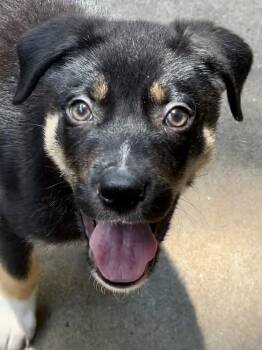 Denali -  Border Collie and German Shepherd Dog Dog for Adoption in Milton, Georgia - Denali | PetCurious