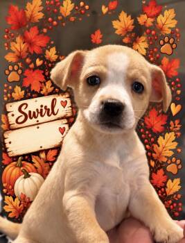 Swirl -  Yellow Labrador Retriever Dog for Adoption in Copiague, New York - Swirl | PetCurious