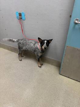 Rescue Australian Cattle Dog Blue Heeler Dogs for Adoption in Las Vegas, Nevada - DEL TACO | PetCurious