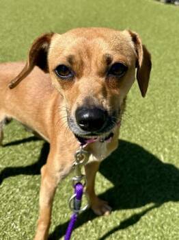 Baxter -  Mixed Breed Dog for Adoption in Wichita, Kansas - Baxter | PetCurious