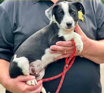 Spock -  Australian Cattle Dog Blue Heeler Dog for Adoption in Millfield, Ohio - Spock | PetCurious