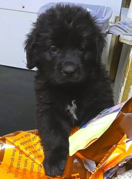 Joey -  Newfoundland Dog Dog for Sale in Morgantown, Pennsylvania - Joey | PetCurious