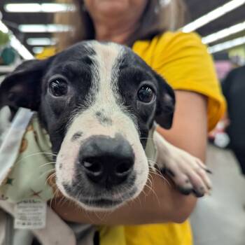 Rescue Mixed Breed Dogs for Adoption in Volcano, Hawaii - Petey | PetCurious