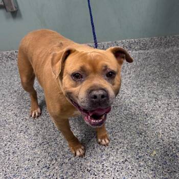 American Staffordshire Terrier Dogs Available for Adoption in Greenville, South Carolina - Jim Tom | PetCurious