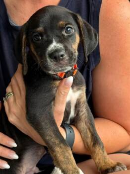 Sinbad -  Hound Dog for Adoption in Gilberts, Illinois - Sinbad | PetCurious