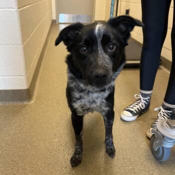 Australian Cattle Dog Blue Heeler and Collie Dogs Available for Adoption in Council Bluffs, Iowa - Ryder | PetCurious