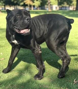 Hansel -  Cane Corso Dog for Adoption in Gary, Indiana - Hansel | PetCurious