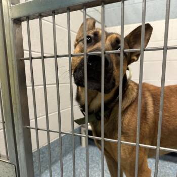 Heavy -  Mixed Breed and German Shepherd Dog Dog for Adoption in Greensboro, North Carolina - Heavy | PetCurious