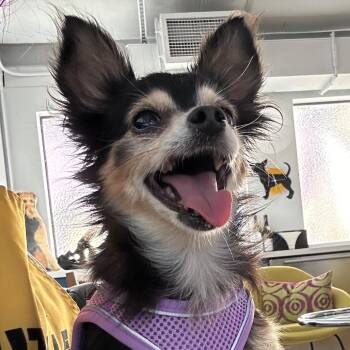 Lady Macbeth 14483 -  Chihuahua Dog for Adoption in San Francisco, California - Lady Macbeth 14483 | PetCurious