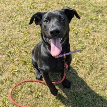 Rescue Black Labrador Retriever Dogs for Adoption in Morden, Manitoba - Tonks | PetCurious
