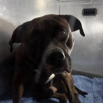 Mixed Breed Dogs Available for Adoption in Philadelphia, Pennsylvania - Mort | PetCurious