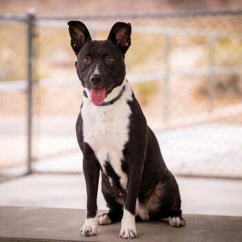 American Staffordshire Terrier Dogs Available for Adoption in Los Angeles, California - Lady Ginerva | PetCurious