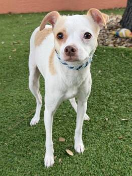 Chihuahua and Mixed Breed Dogs Available for Adoption in Fort Myers, Florida - HOLLY | PetCurious