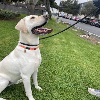 Noodle - foster or adopter -  Labrador Retriever Dog for Adoption in San Francisco, California - Noodle - Foster Or Adopter | PetCurious