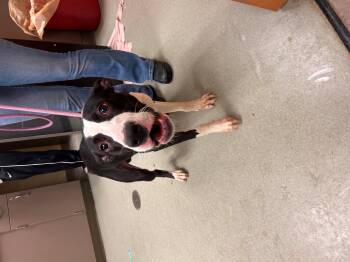 Rescue Border Collie Dogs for Adoption in Leavenworth, Kansas - 25-0638 "Cube" | PetCurious