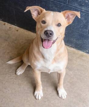 Labrador Retriever and Retriever Dogs Available for Adoption in New York, New York - Comet Express *foster Needed*  | PetCurious