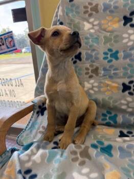 Chihuahua and Dachshund Dogs Available for Adoption - Lola | PetCurious
