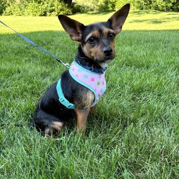 Rescue Terrier Dogs for Adoption in Orland Park, Illinois - Heidi | PetCurious