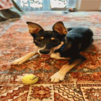 Snickers -  Shepherd and Mixed Breed Dog for Adoption in Chicago, Illinois - Snickers | PetCurious