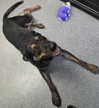 Willie -  Mixed Breed Dog Available for Adoption in Grand Forks, North Dakota - Willie | PetCurious