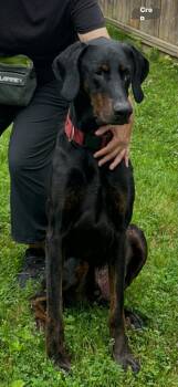 Davidson -  Doberman Pinscher Dog for Adoption in Toronto, Ontario - Davidson | PetCurious