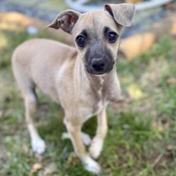 Billy Bob -  Miniature Pinscher and Chihuahua Dog for Adoption in Bellingham, Washington - Billy Bob | PetCurious