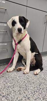 Anna -  Terrier Dog for Adoption in Athens, Tennessee - Anna | PetCurious