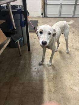 Max -  Mixed Breed and Hound Dog for Adoption in Gainesville, Florida - Max | PetCurious
