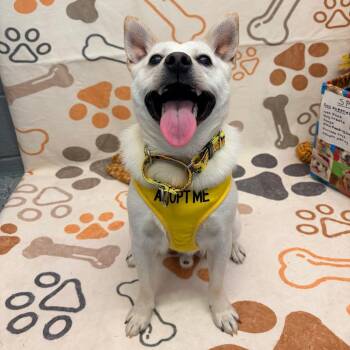 Husky and Mixed Breed Dogs Available for Adoption in Watertown, New York - Vinnie | PetCurious