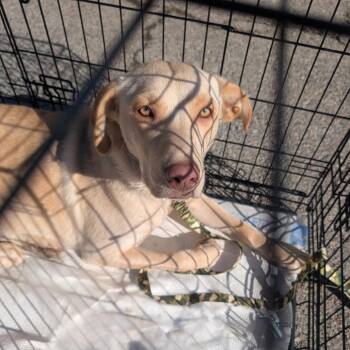Yellow Labrador Retriever Dogs Available for Adoption - Nilla | PetCurious