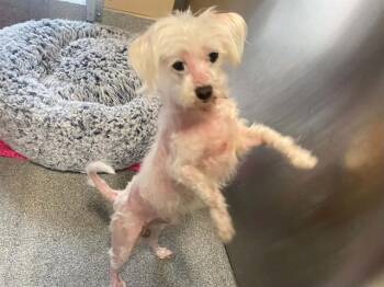 OSITO -  Maltese Dog for Adoption in Tustin, California - OSITO | PetCurious