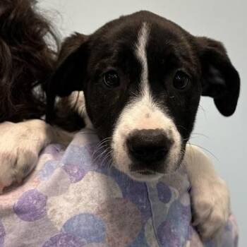 Mixed Breed Dogs Available for Adoption - Dice | PetCurious