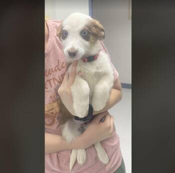 Australian Shepherd Dogs Available for Adoption in Uxbridge, Massachusetts - Anna | PetCurious