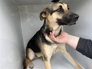 German Shepherd Dog and Mixed Breed Dogs Available for Adoption in Houston, Texas - A656999 | PetCurious