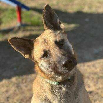 German Shepherd Dog and Mixed Breed Dogs Available for Adoption in Marshall, Texas - Megan | PetCurious
