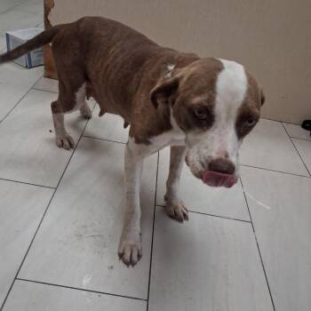 Bellatrix -  Mixed Breed Dog for Adoption in Lufkin, Texas - Bellatrix | PetCurious
