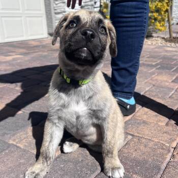 Mixed Breed Dogs Available for Adoption - Drew | PetCurious