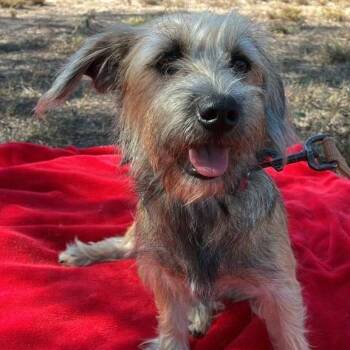 Rescue West Highland White Terrier Westie and Terrier Dogs for Adoption in West Islip, New York - Mabel | PetCurious