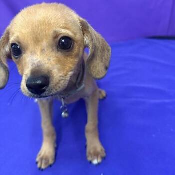 Dipper -  Chihuahua Dog for Adoption in North Myrtle Beach, South Carolina - Dipper | PetCurious