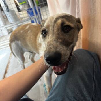 Rescue Mixed Breed Dogs for Adoption in Moab, Utah - Shipley | PetCurious