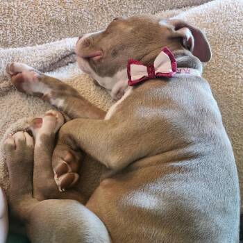 Callie -  American Staffordshire Terrier Dog for Adoption in St. Peters, Missouri - Callie | PetCurious