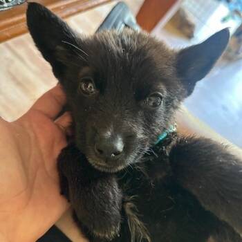 Zyrtec -  Mixed Breed Dog for Adoption in Buffalo, Minnesota - Zyrtec | PetCurious