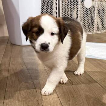Plum -  Saint Bernard and Terrier Dog for Adoption in Brockport, New York - Plum | PetCurious