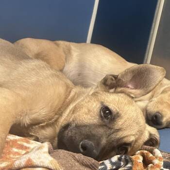 Shepherd and Mixed Breed Dogs Available for Adoption in Yuma, Arizona - Booker | PetCurious