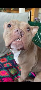 Rescue French Bulldog Dogs for Adoption in Kansas City, Missouri - Bunni | PetCurious